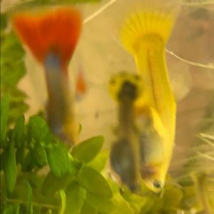 Meet your Posher, Nicholas